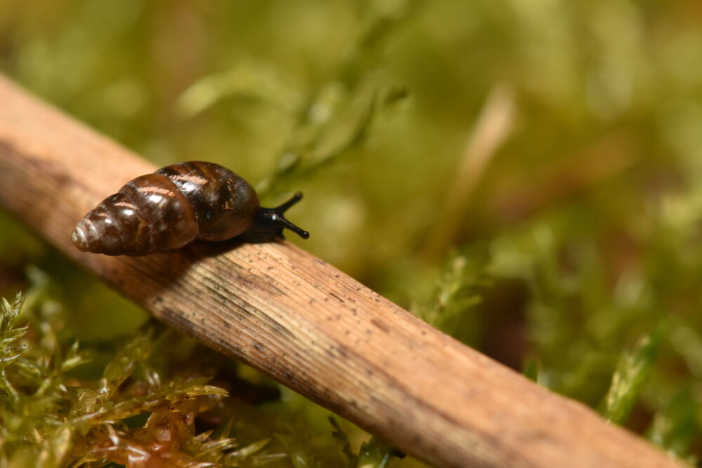 Cochlicopa nitens 1