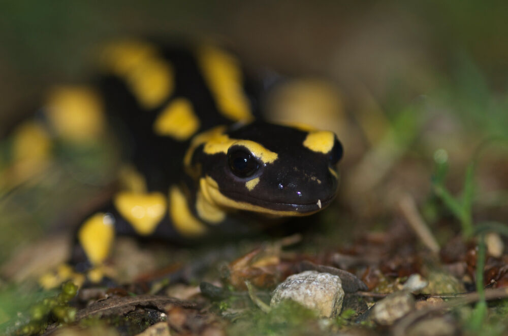 Feuersalamander