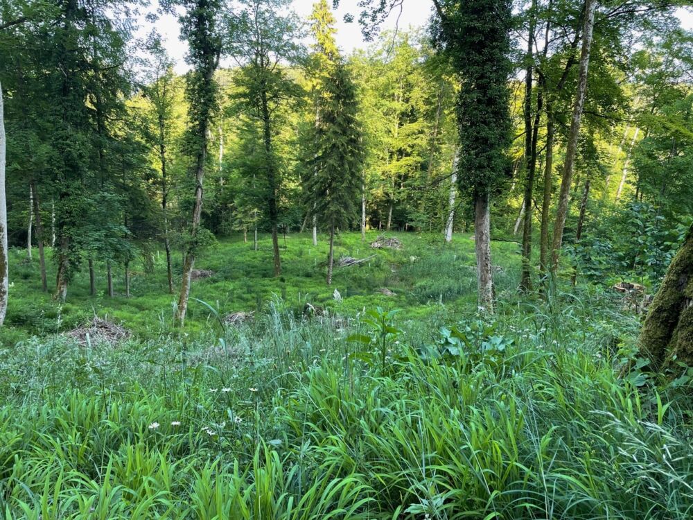 Wald