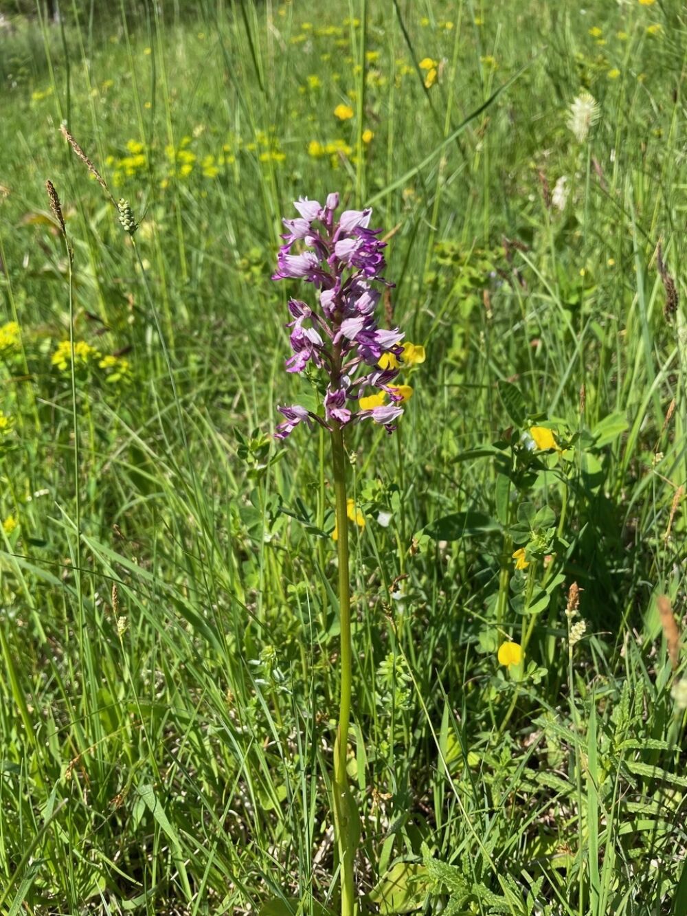 Orchidee