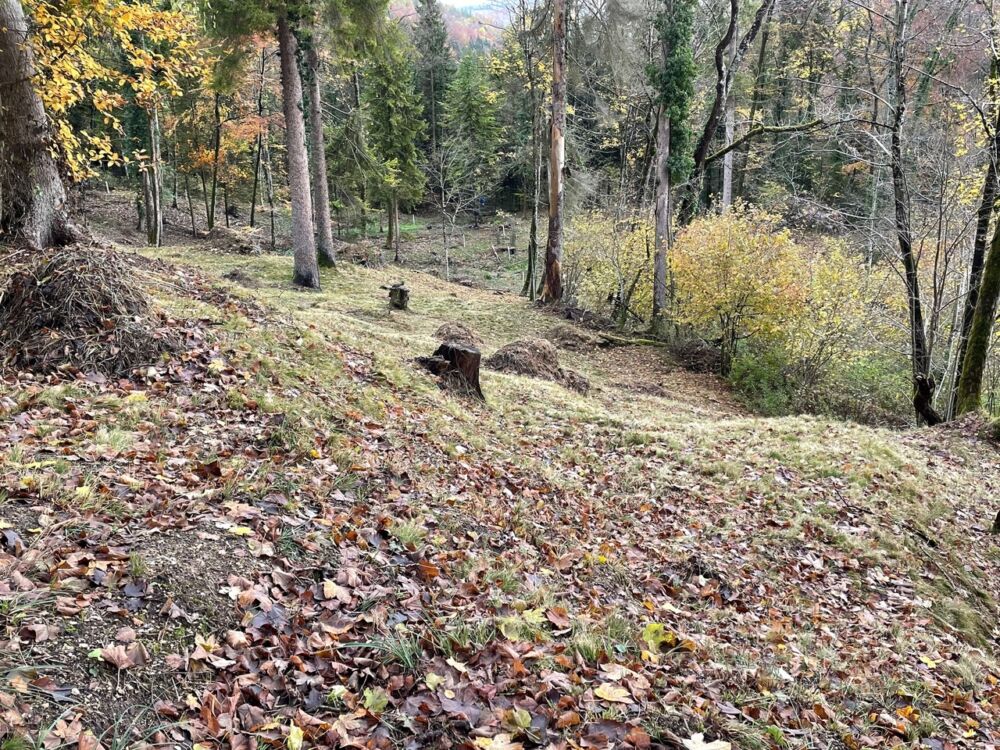 Lichter Wald