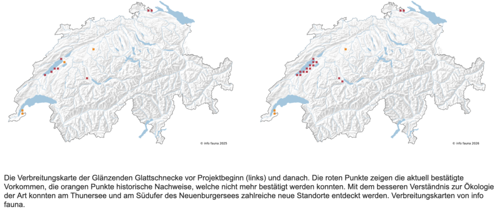 Verbreitung C nitens