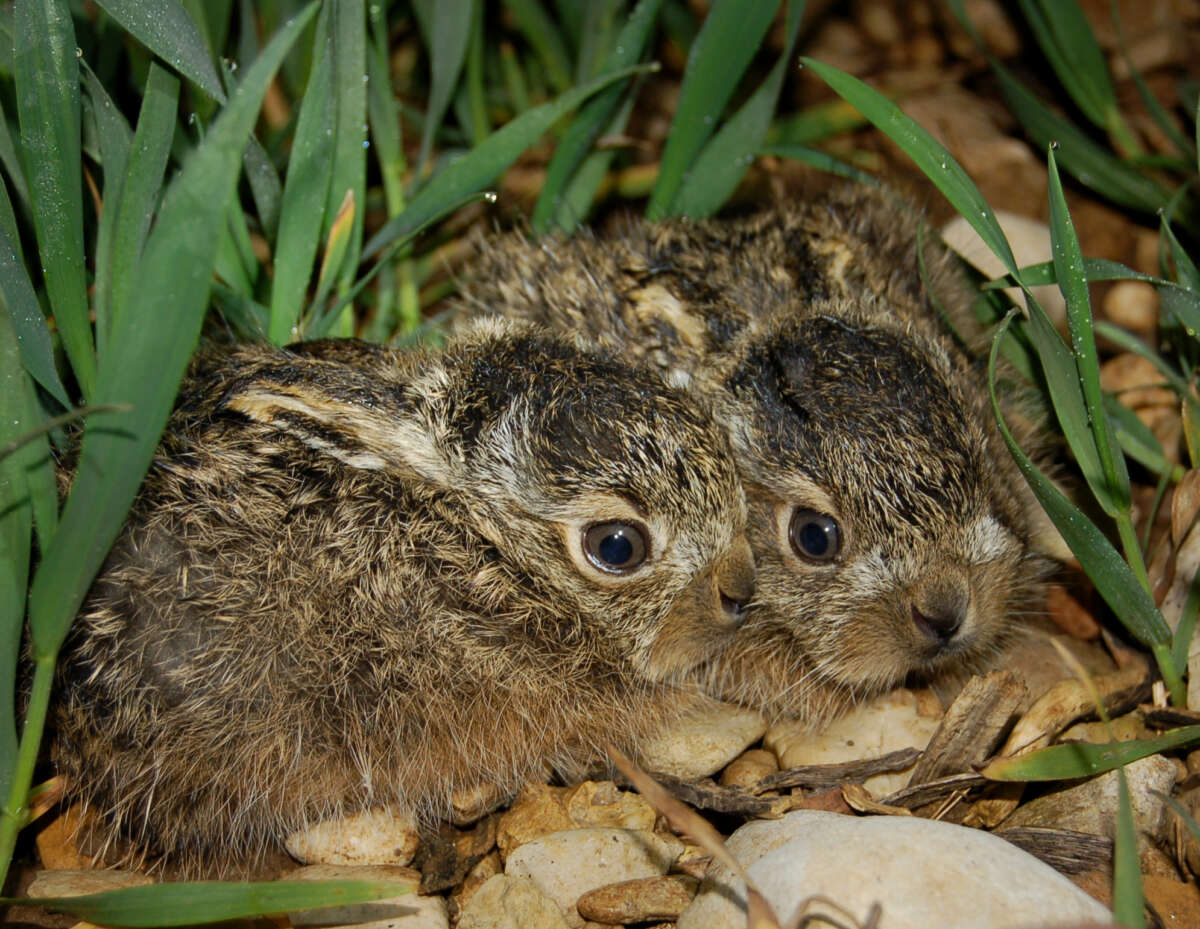 Kg lepeur 30 03 2011 reinach 4