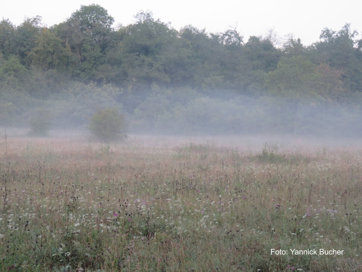 Ruhige Herbststimmung in der Reinacher Heide Kopie