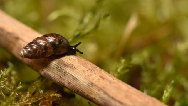 Cochlicopa nitens 1
