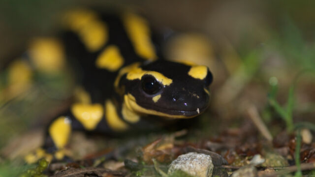 Feuersalamander