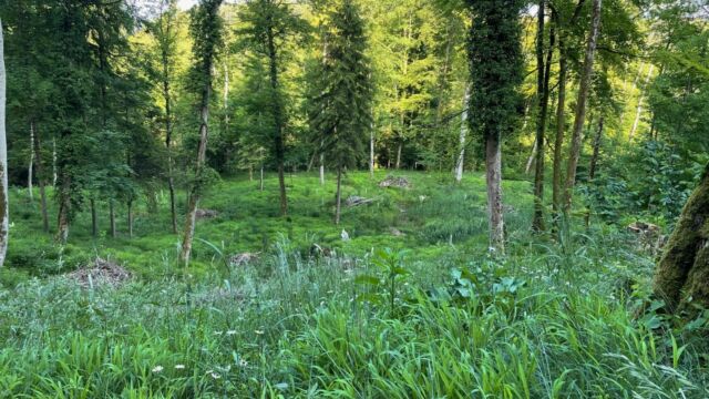 Wald