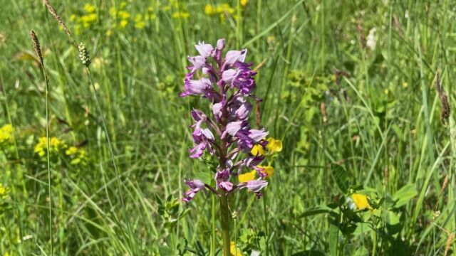 Orchidee
