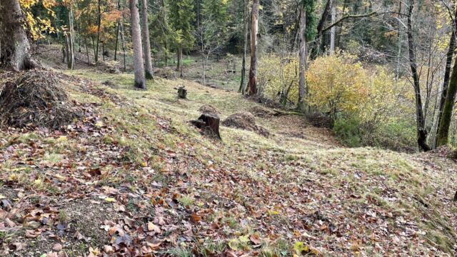Lichter Wald