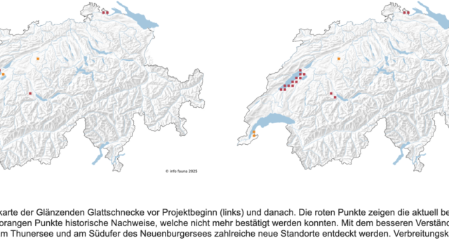 Verbreitung C nitens