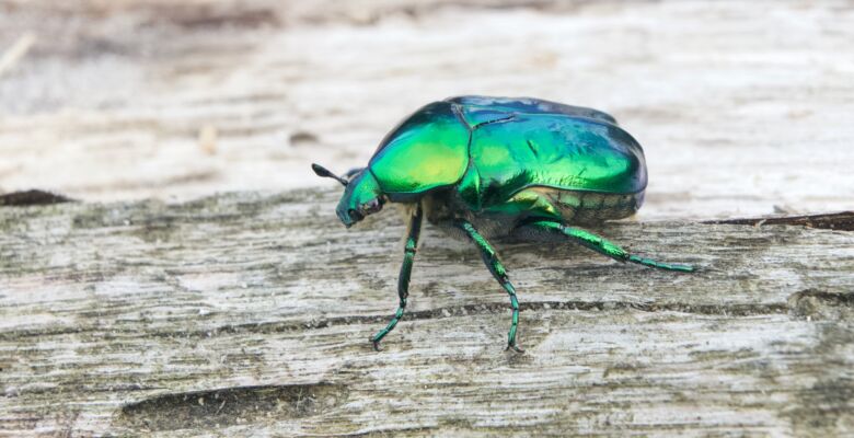 Ma prospe 20240830 allschwil 1 1